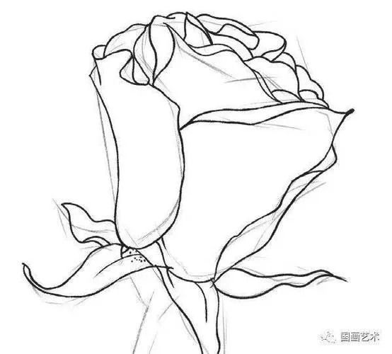 CAD教程 | cad绘制平面玫瑰花的步骤